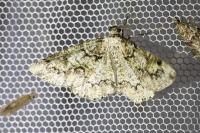 Cleorodes lichenaria