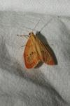 Miltochrista miniata