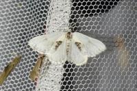 Cilix glaucata/hispanica