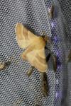 Malacosoma neustria