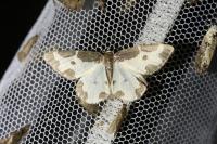 Lomaspilis marginata
