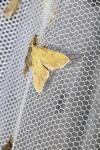 Endotricha flammealis