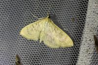 Patania ruralis