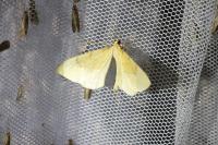 Gandaritis pyraliata