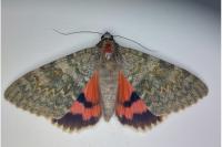 Catocala elocata