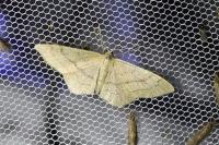 Idaea aversata