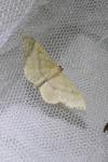 Idaea straminata