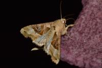Phlogophora meticulosa