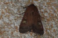 Xestia xanthographa