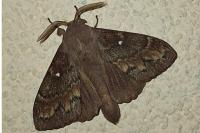 Dendrolimus pini pini