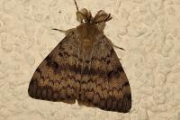 Lymantria dispar