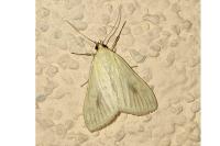 Sitochroa palealis