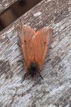 Phragmatobia fuliginosa