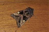 Euplexia lucipara