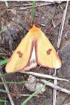 Diacrisia sannio
