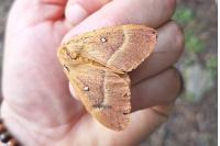 Lasiocampa quercus quercus