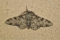 Biston betularia