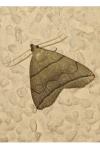 Herminia grisealis