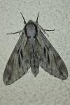 Hyloicus pinastri