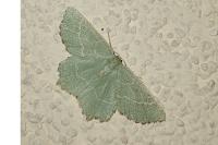 Thalera fimbrialis