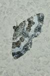 Epirrhoe rivata