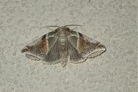 Habrosyne pyritoides