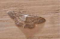 Idaea seriata