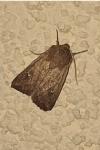 Mythimna albipuncta