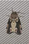 Thyatira batis
