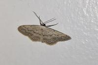 Idaea seriata