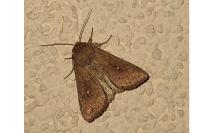 Mythimna albipuncta