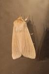 Mythimna pallens