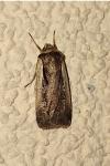 Ochropleura plecta
