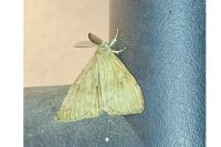 Lymantria dispar