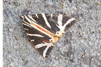 Euplagia quadripunctaria