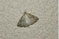 Evergestis pallidata
