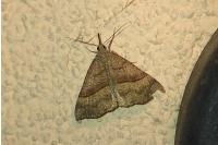 Hypena proboscidalis