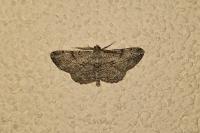 Peribatodes rhomboidaria rhomboidaria