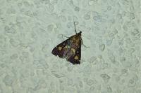 Pyrausta purpuralis
