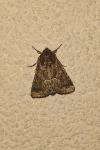 Thalpophila matura