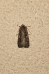 Xestia c-nigrum