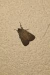 Xestia xanthographa