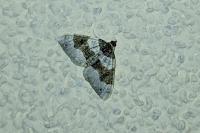 Cosmorhoe ocellata