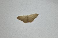 Idaea straminata