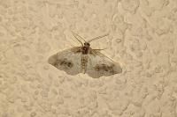 Ligdia adustata