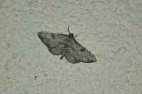 Peribatodes rhomboidaria rhomboidaria