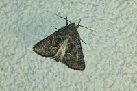 Thalpophila matura