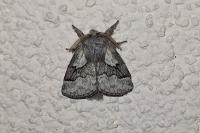 Trichiura crataegi