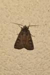 Xestia xanthographa