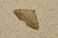 Camptogramma bilineata